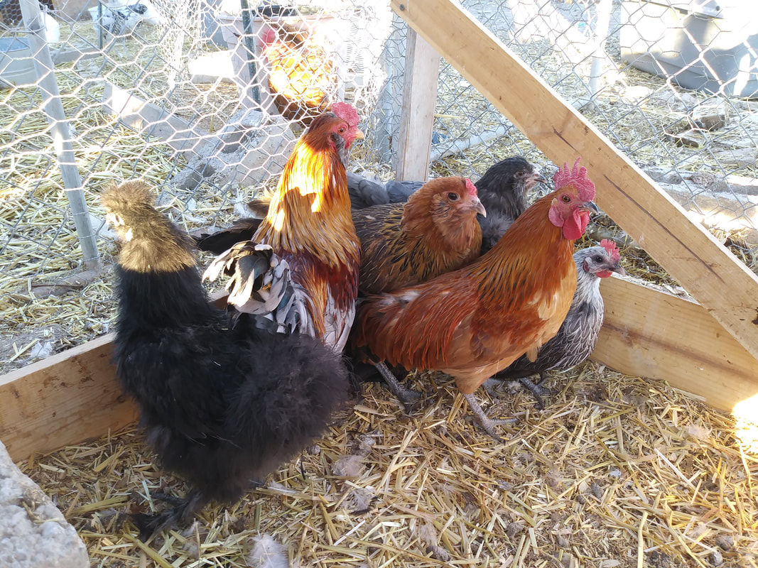 Bantam Chickens in coop - Silkie, Serama, Easter Egger, Blue Wheaten Ameraucana