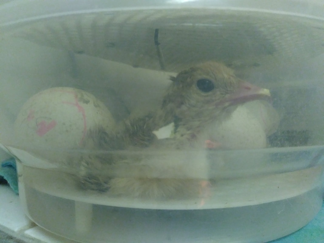 Bourbon Red Turkey Poult - Newly Hatched