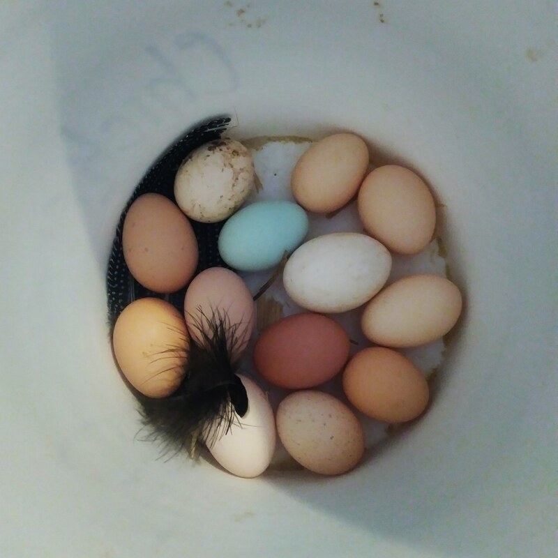 cbucked chicken eggs in a bucket, blue egg, brown eggs